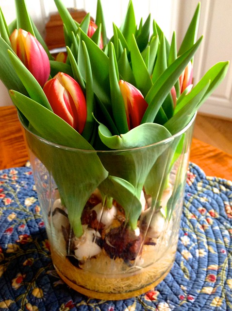 Costco Planted Tulips