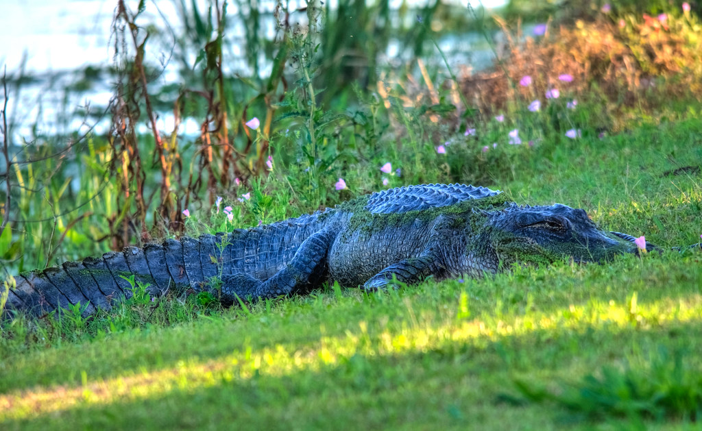 American Alligator, Brazos Bend State Park, Texas