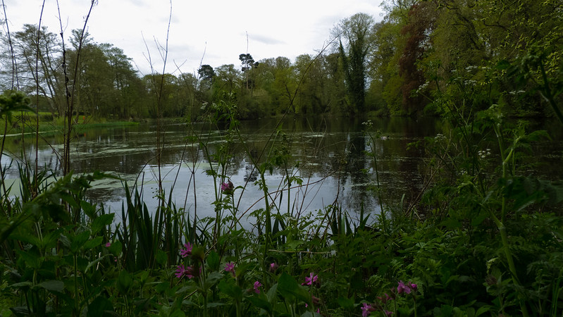 Large lake, Pendeford Mill LNR