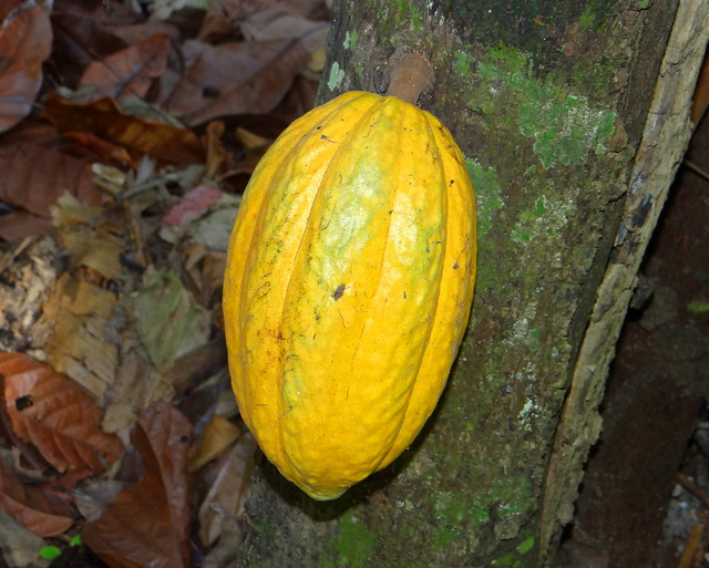 Fruto del Cacao [Cocoa Fruit] (Theobroma cacao)