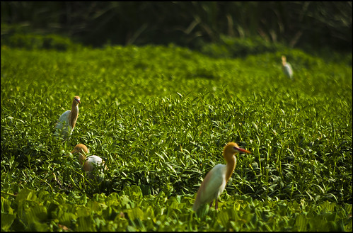 birds river random pollution wetlands musings cattleegret yamuna periurban okhlabirdsanctuary