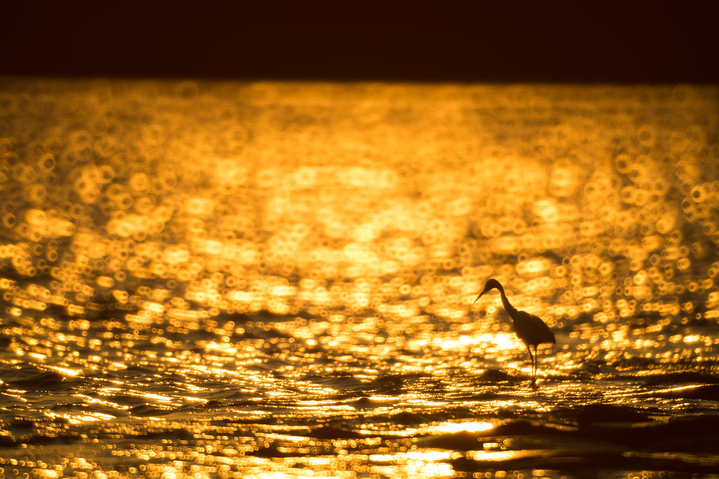 Sunset behind a little egret