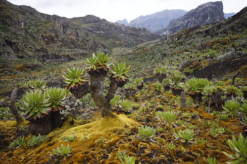 uga_0929 by Peter Hessel, nationalpark unescoworldheritagesite unesco uganda rwenzori ruwenzori rwenzorimountains mountainsoft