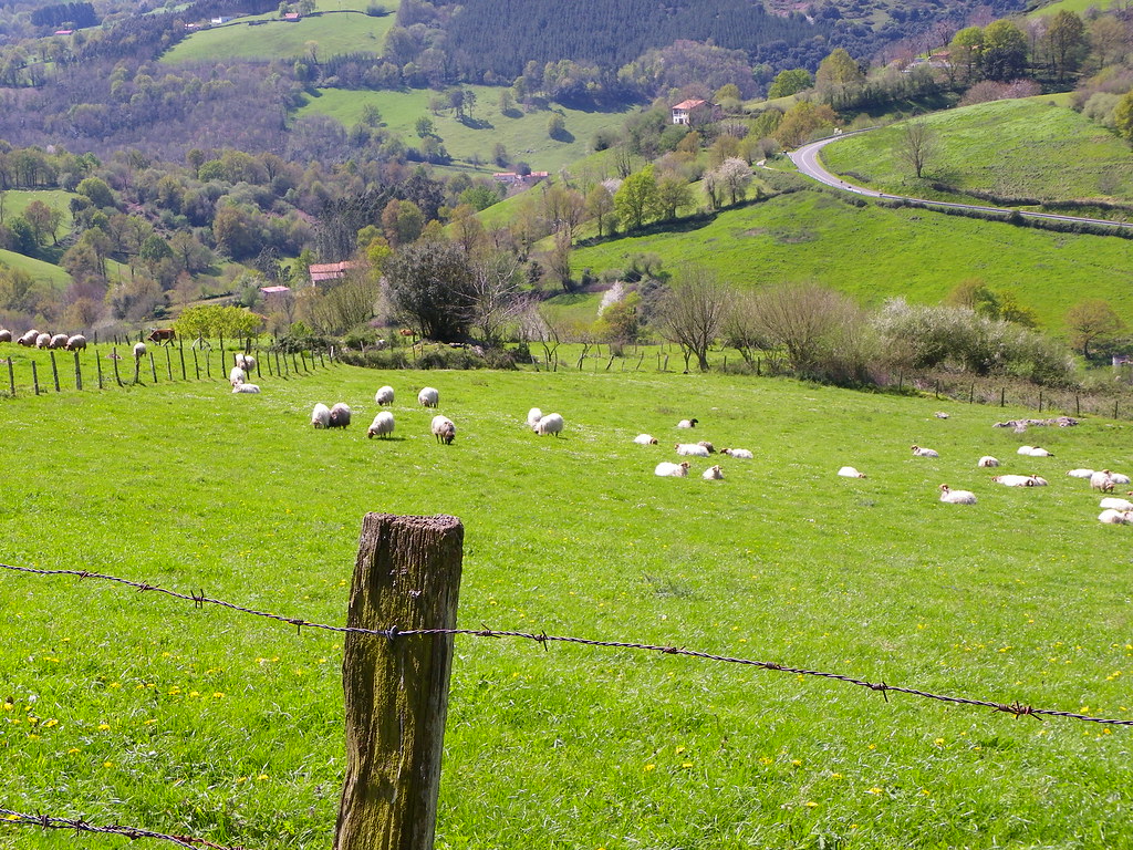 Las ovejas de la pradera