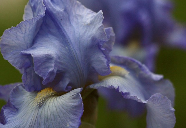 soft pastel blue iris