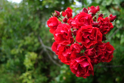 Sony RX100 II (M2) sample images | Flickr