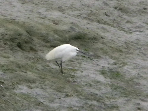 Little egret Chichester to West Wittering