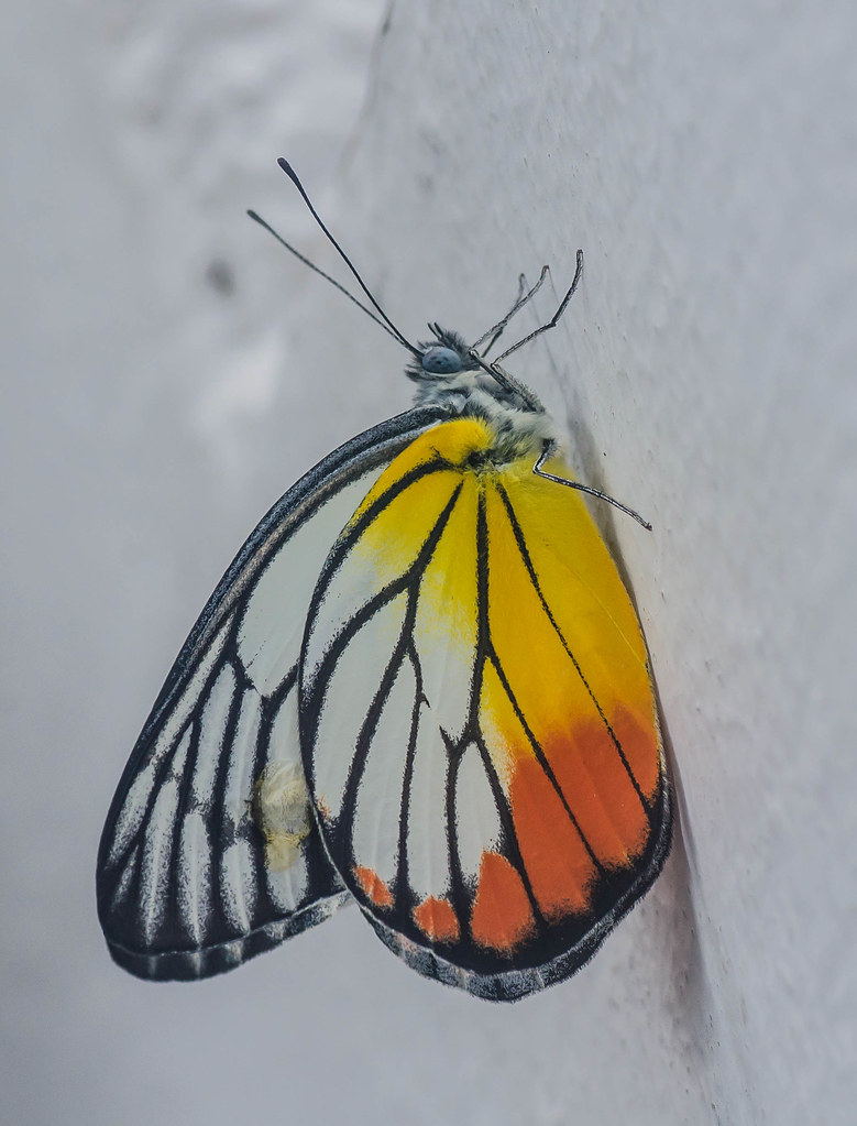 Jezebel butterfly (Delias hyparete metarete)