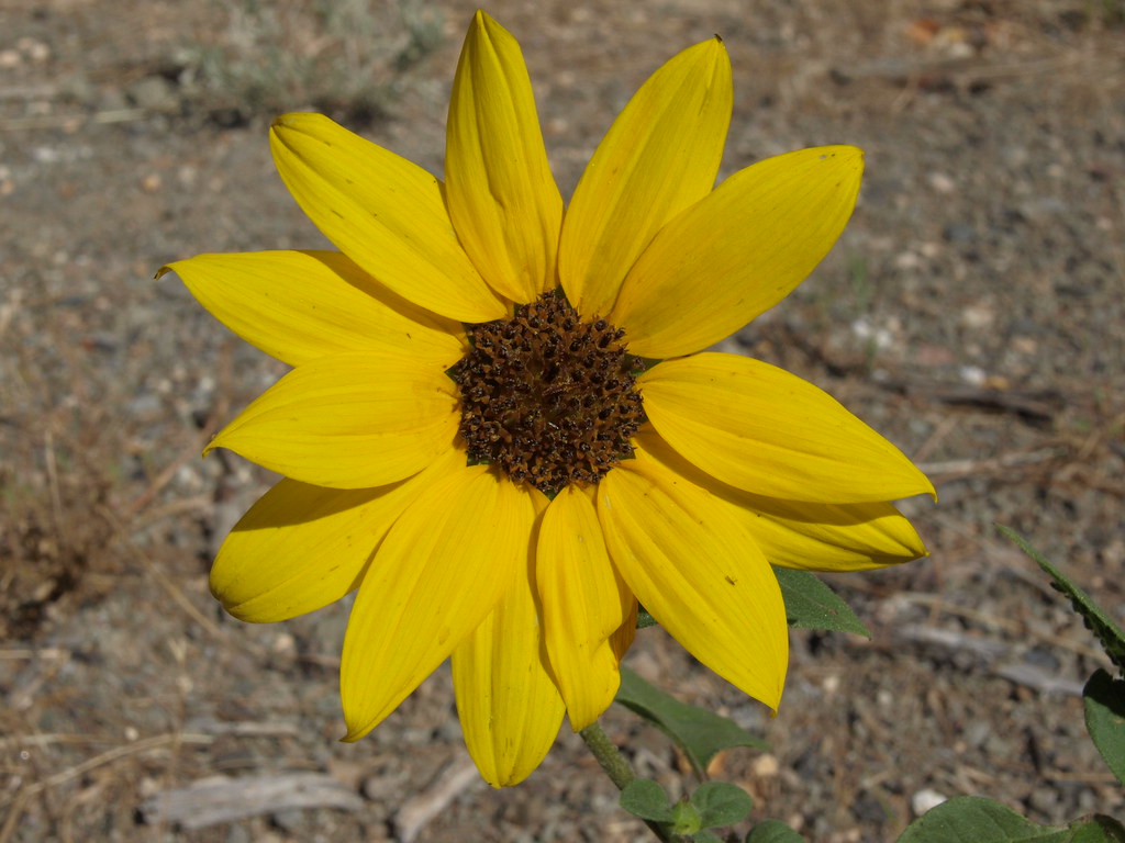common sunflower, Helianthus annuus
