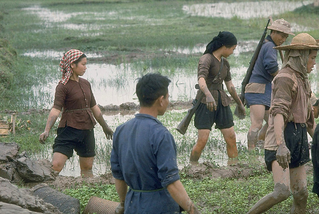 Bắc VN 1967 - Nhóm nông dân, một số đeo súng trường, đang gia cố bờ đê trong ruộng lúa