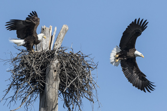Bald Eagles at the nest - 1E2A4418