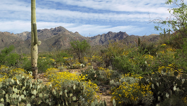 Panorama from the Lower Sabino Canyon Road