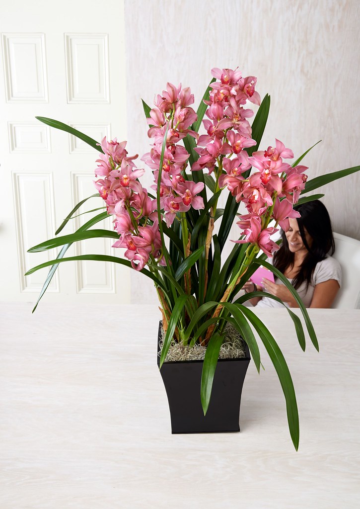 potted orchid with a woman in the background seated on a chair reading