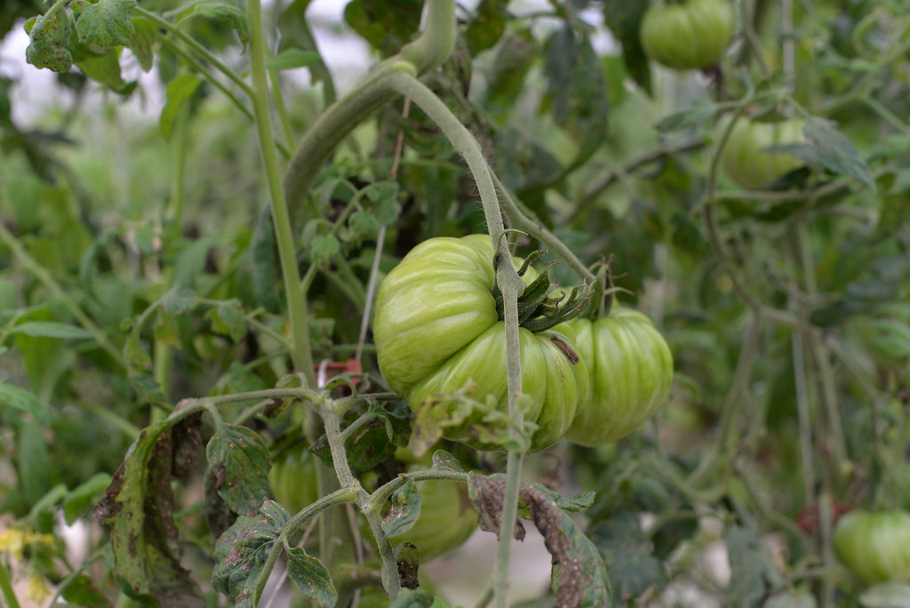 Heirloom Michael Borek Farms 20025 SW 270th Street Homeste… Flickr