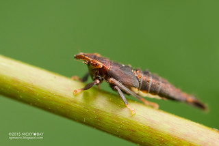 Leafhopper nymph (Cicadellidae) - DSC_6135