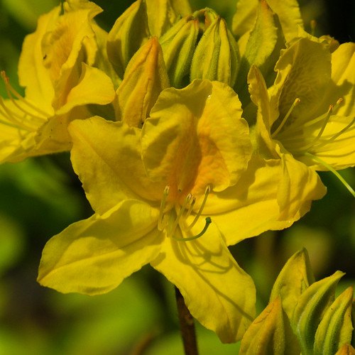 Yellow: azalea flowers opening