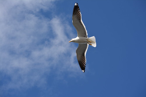 Seagull | Elena Giglia | Flickr