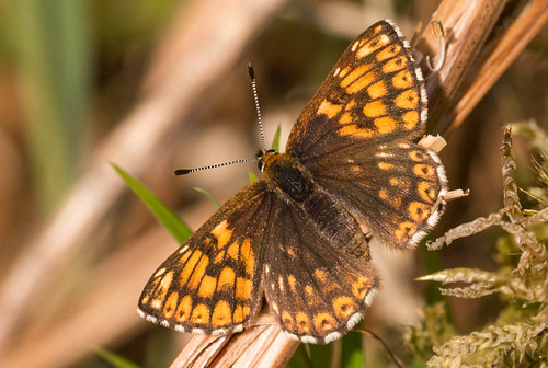 Duke of Burgundy - N. Yorks | by david_j_boorman