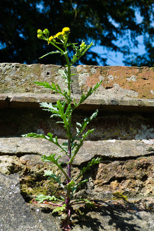 Groundsel growing on a wall