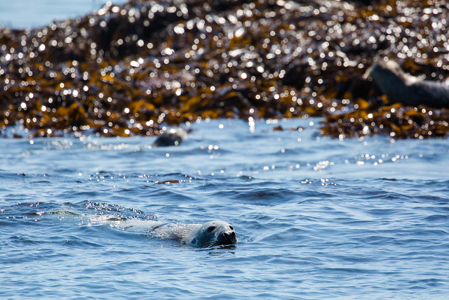 Atlantic gray seal