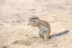 Another campsite visitor - ground squirrel