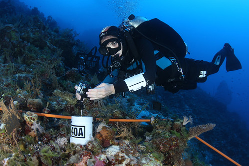 Dr-Kyra-Hay-Setting-up-her-Go-Pro-camera--on-the-quadrat-at-40m-for-a-grazing-experiment,-Flinders-Reef