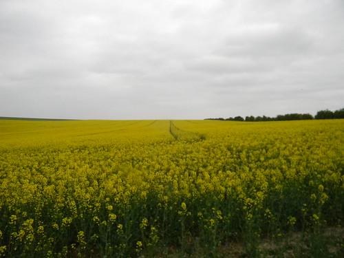 Big Yellow field Baldock Circular