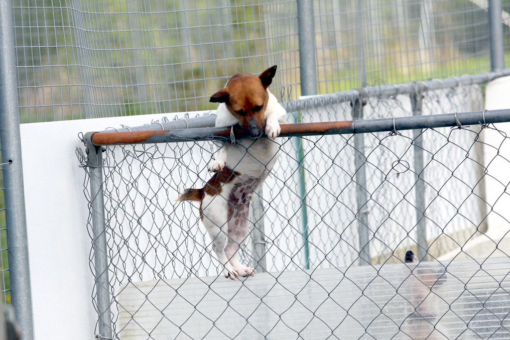 Limerick Animal Welfare - dogs | Flickr
