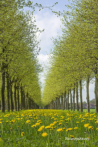 green netherlands spring groen lente dandelions paardenbloemen reintjedevos lenteinnederlandenvlaanderen
