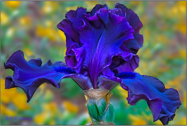 Fabulous Bearded Iris III - Deep Blue in Magic Hour