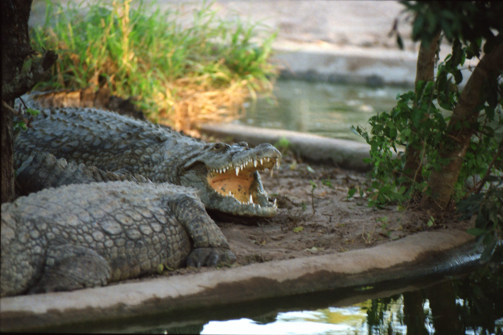 KwaZulu-Natal Crocodile & Snake Farm South Africa May 1998 002