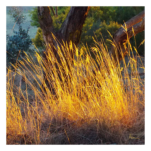 Sunset Grass 2 by caralan393, With the toy Coolpix IGsunset grass yellow gold coolpix caralan