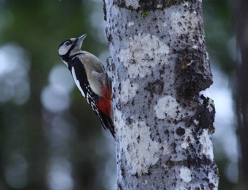 Northern Great Spotted Woodpecker