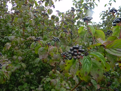 Dogwood berries Box Hill Circular