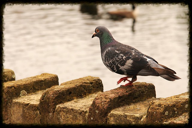 Pigeon on the wall...