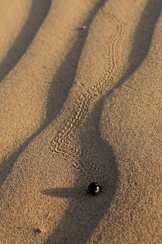 Beauty spot of desert | by kshipra.vairagade