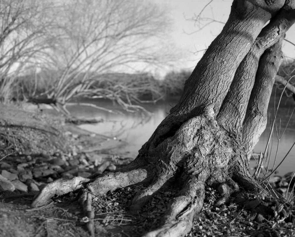 tree and river