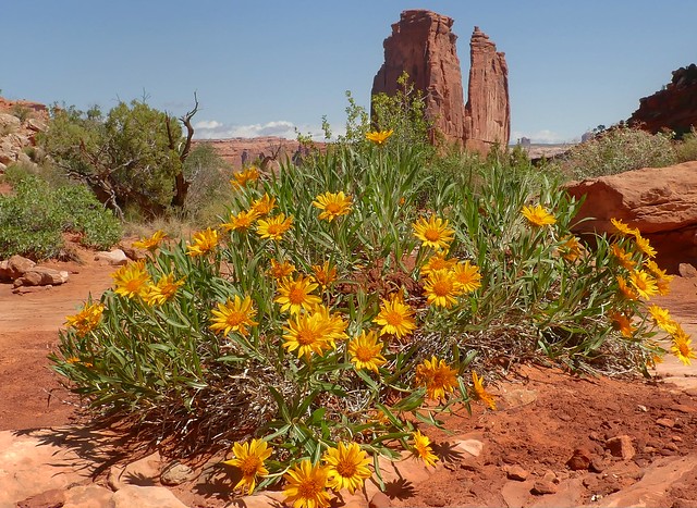 Spring in Arches