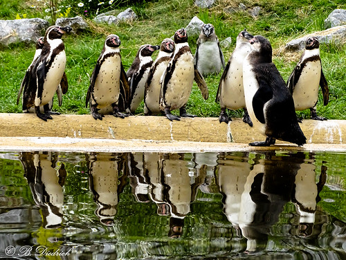 Doppelt so viele wie gedacht | by Fotoamsel