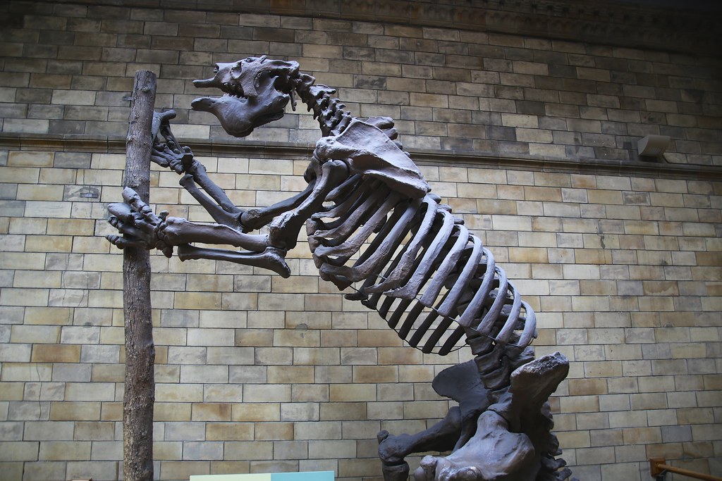 Giant Ground Sloth (Megatherium americanum) | The skeleton o… | Flickr