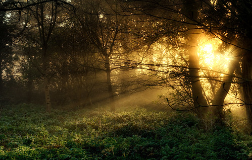 wood trees england sun mist sunrise unitedkingdom sony run rays crepuscular a77 mawnansmith blinkagain