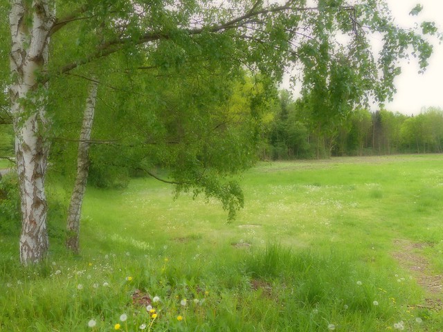 green green grass of home