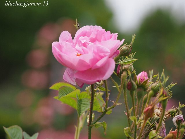 Rose #4 ~ Rose de Mai ~