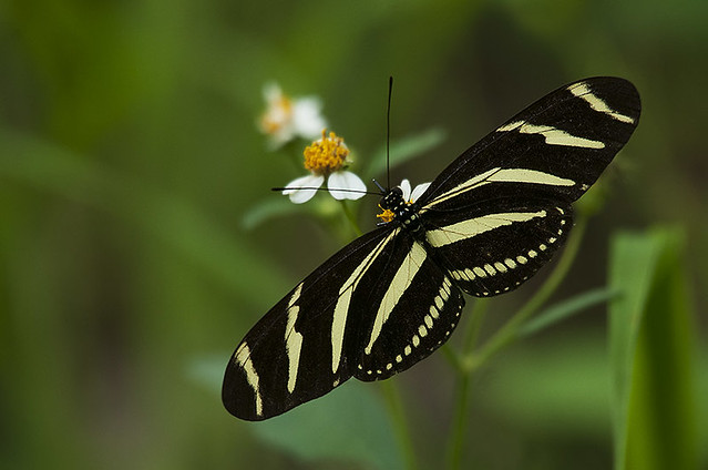 Zebra / Zebra Longwing Butterfly / Heliconius charithonia churchi (Comstock et Brown 1950)