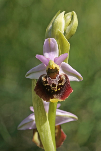 ophrys fuciflora (11)