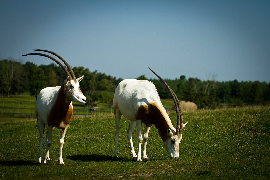 600 Scimitar-Horned Oryx Now Roam Wild in Chad