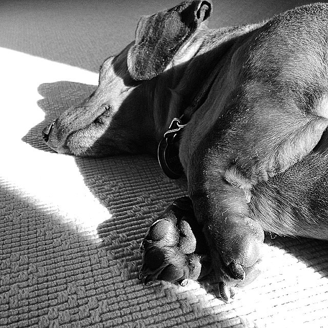 Morning #nap #instadog #instadachshund #dachshund #dogsofmaine #sunbeam #shadow