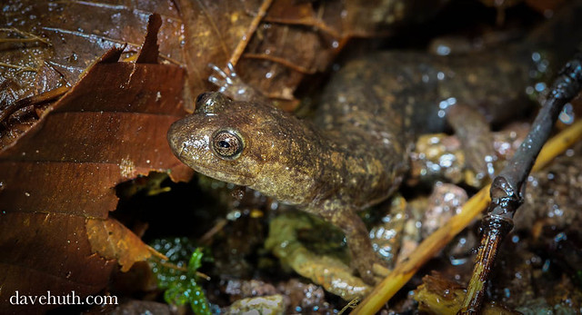 Blackbelly Salamander (Desmognathus quadramaculatus)