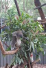 Port Macquarie - Koala Hospital_08