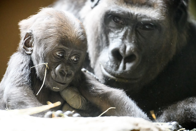 Gorilla Baby Reaching While Mom Watches